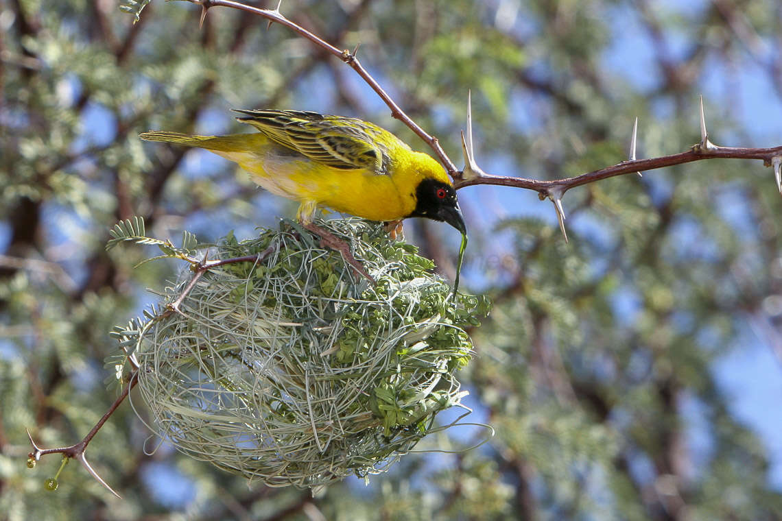 Image of African Masked Weaver