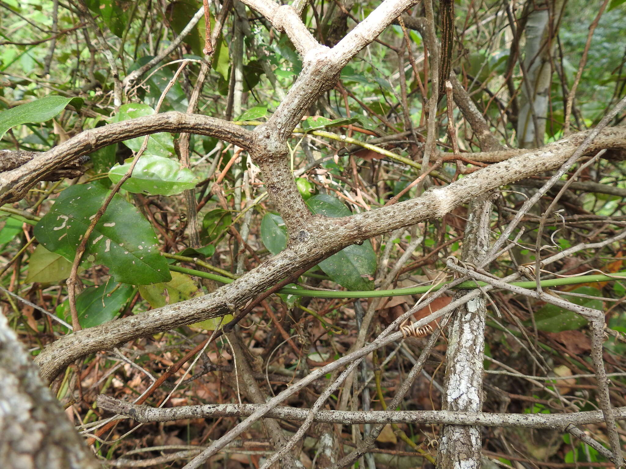 Image de Cissus oblonga (Benth.) Planchon