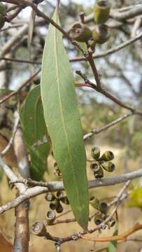 Image of Eucalyptus microcarpa (Maiden) Maiden