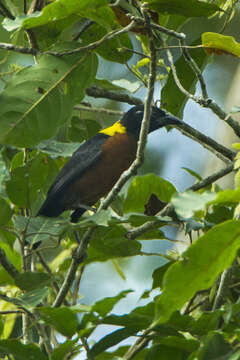 Image of Yellow-mantled Weaver