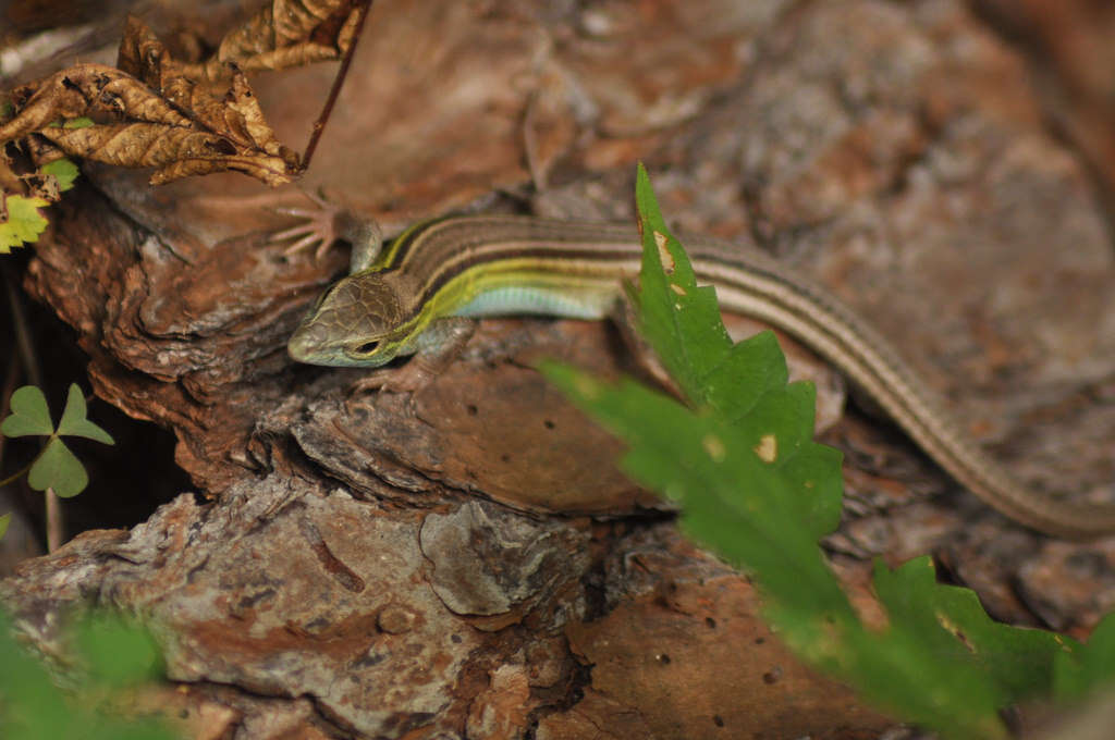 Image of Six-lined Racerunner