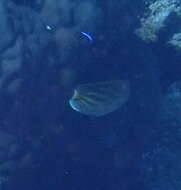 Image of Dot and dash Butterflyfish