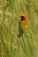 Image of Black-winged Bishop