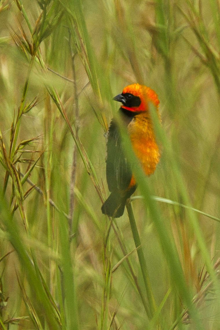 Image of Black-winged Bishop