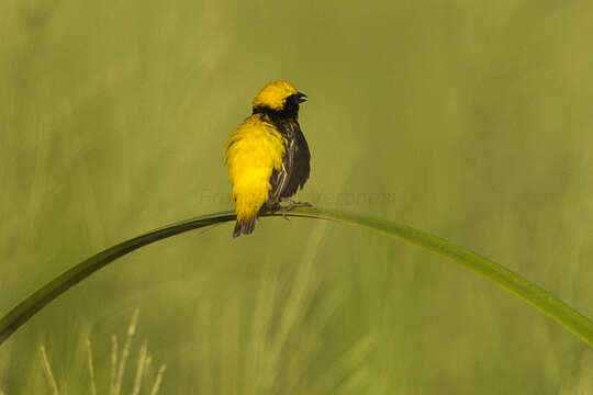 Image of Yellow-crowned Bishop