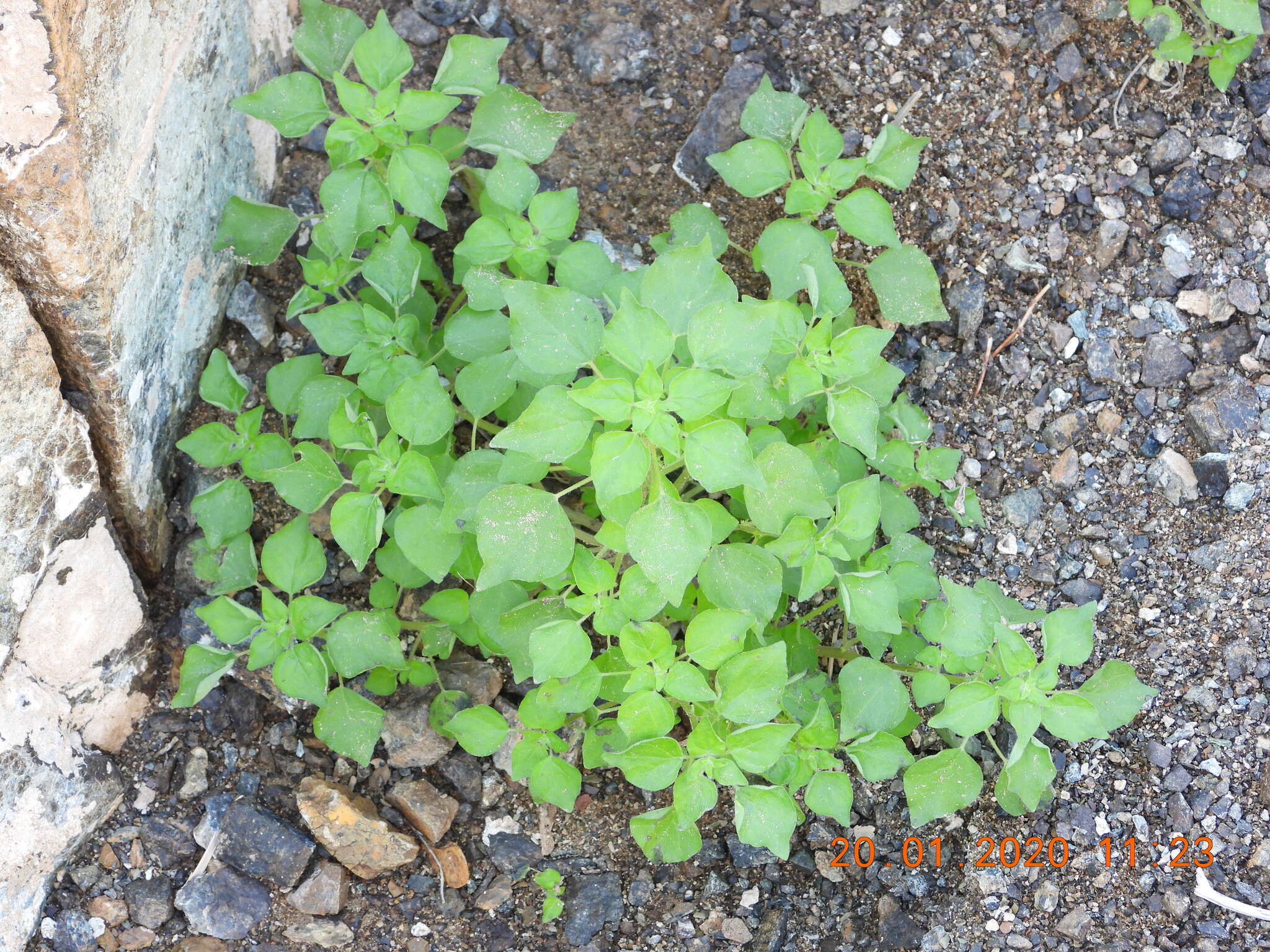 Imagem de Parietaria alsinifolia Del.