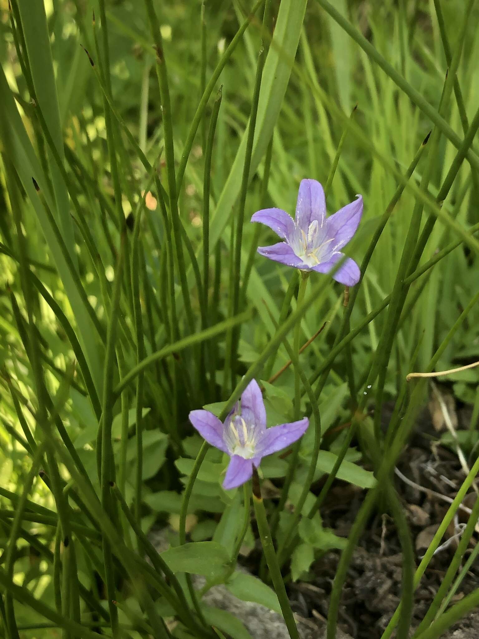 Image de Campanula wilkinsiana Greene