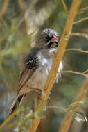 Image of Scaly Weaver