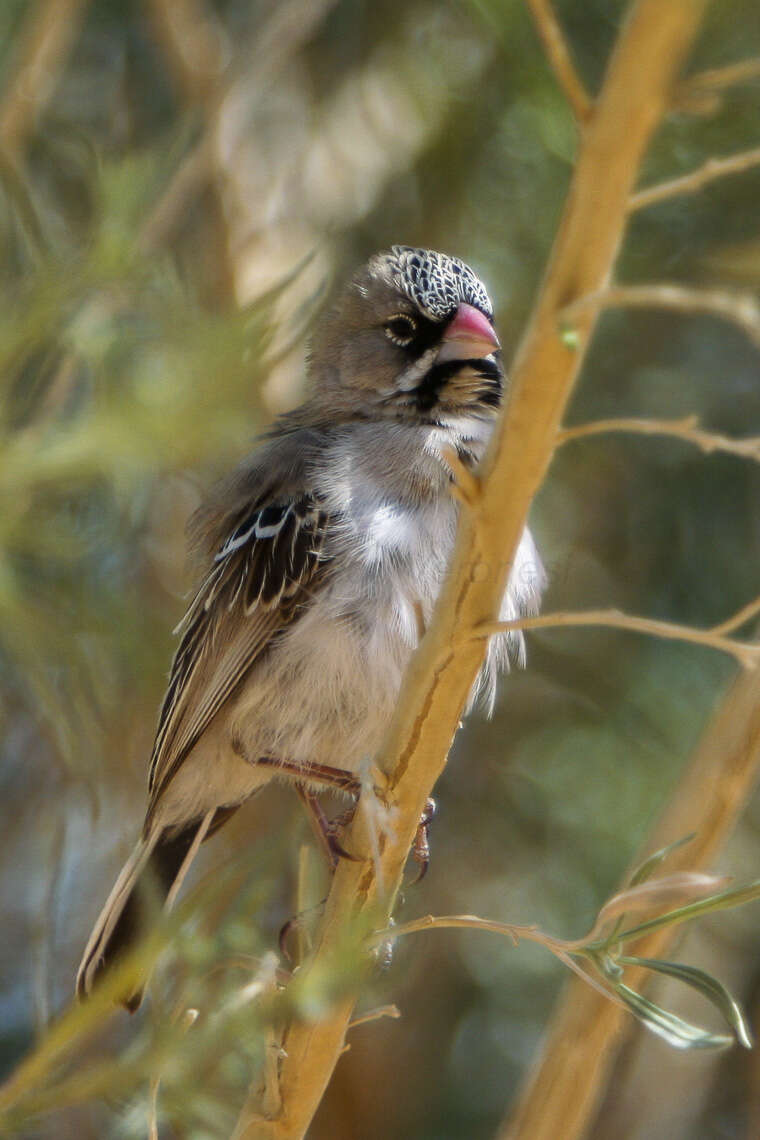 Image of Scaly Weaver