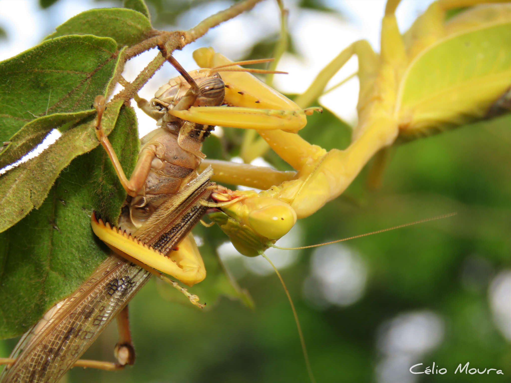 Image of Stagmatoptera biocellata Saussure 1869