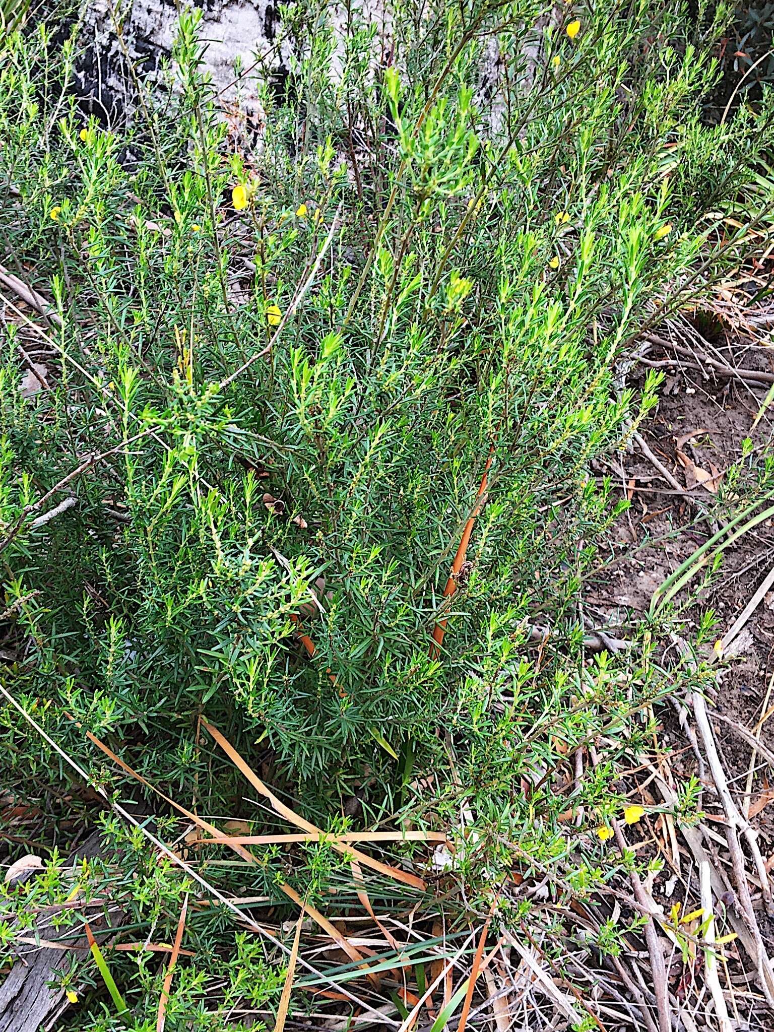 Image of Aotus ericoides (Vent.) G. Don