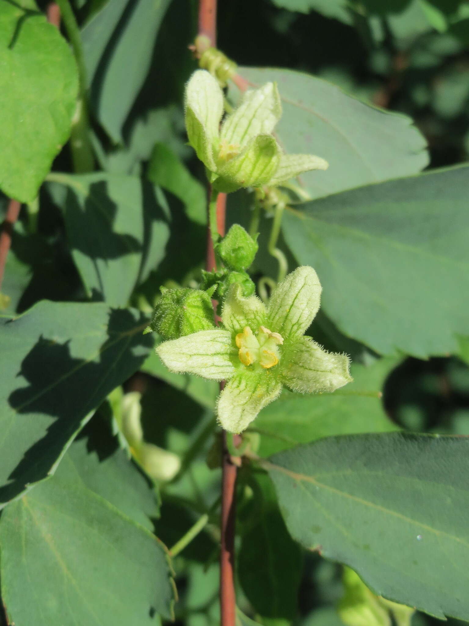 Image of Cretan bryony