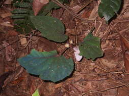 Image of Begonia handelii Irmsch.