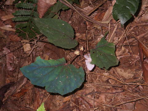 Image of Begonia handelii Irmsch.