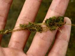 Image of Many-branched Stonewort