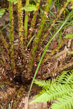 Image of Lady-fern