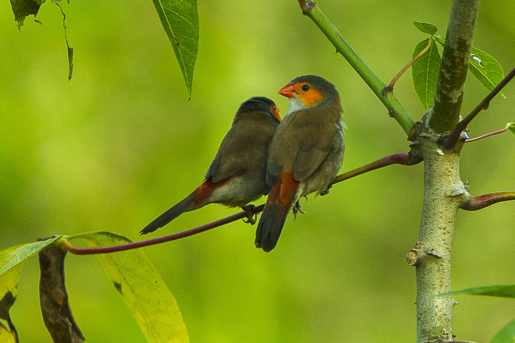 Image of Orange-cheeked Waxbill