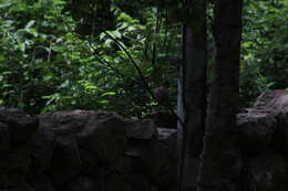 Image of Black-throated Bobwhite