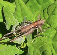 Image of Antaxius (Chopardius) spinibrachius (Fischer 1853)