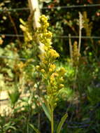 Solidago argentinensis Lopez Laphitz & Semple的圖片