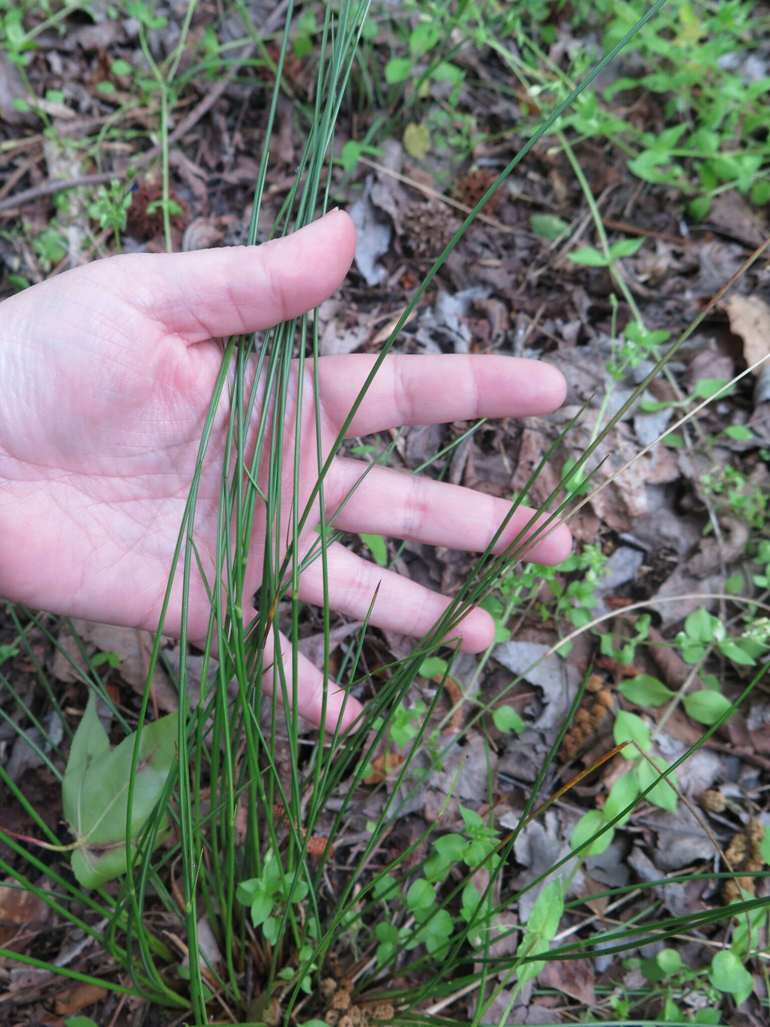 Imagem de Juncus coriaceus Mackenzie