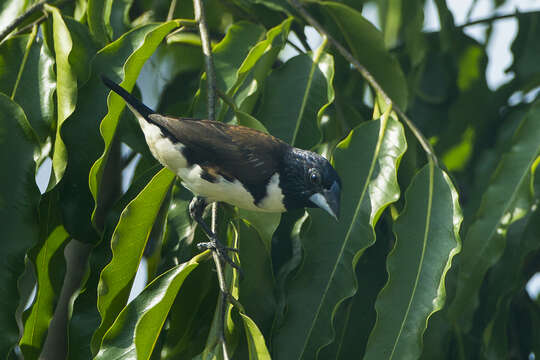 Image of Lonchura fringilloides