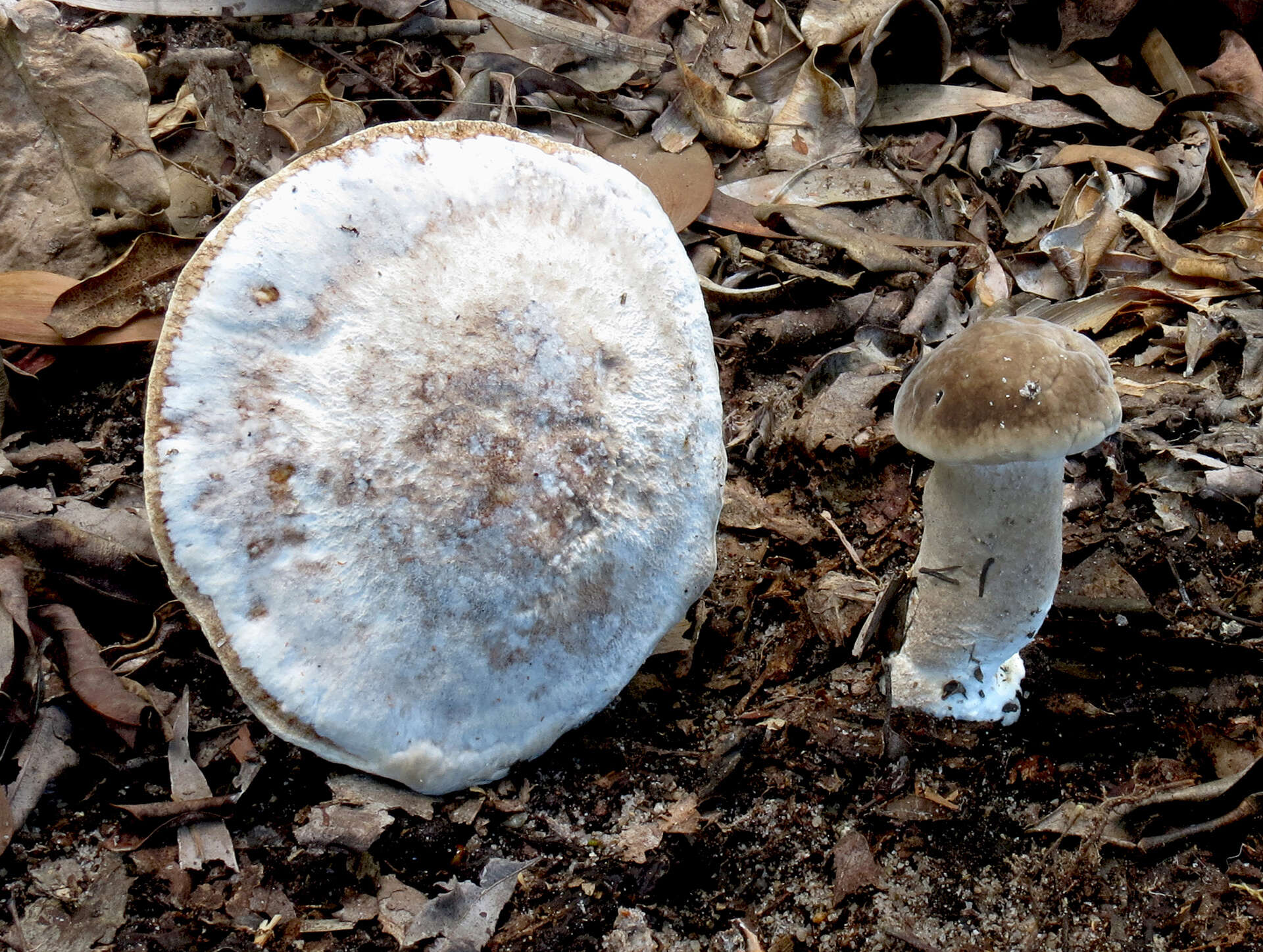 Image of Postia stellifera T. Hatt. & Sotome 2011