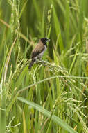 Image of Black-faced Munia