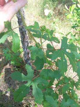 Hibiscus aculeatus Walt. resmi