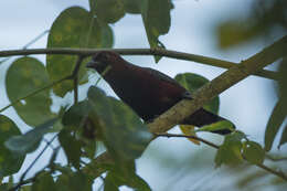 Image of Chestnut-breasted Negrofinch