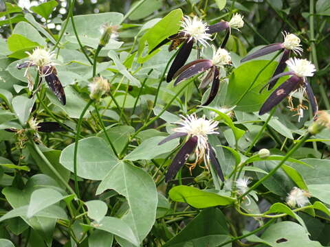 Image of Clematis tashiroi Maxim.