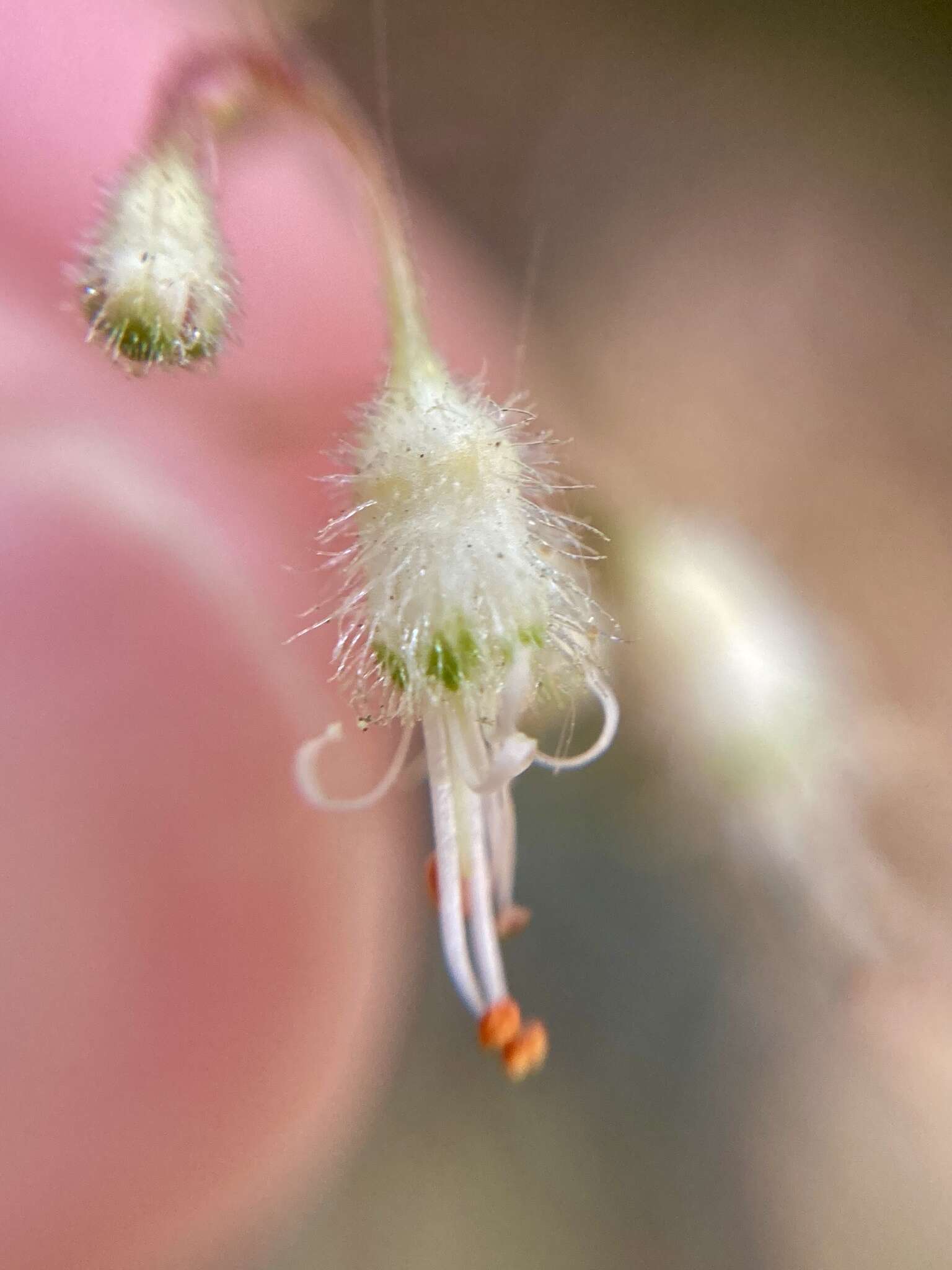 Image of Heuchera longipetala var. orizabensis (Hemsl.) R. A. Folk