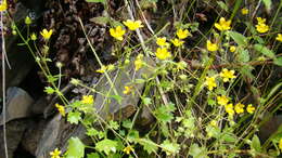 Plancia ëd Saxifraga cymbalaria L.