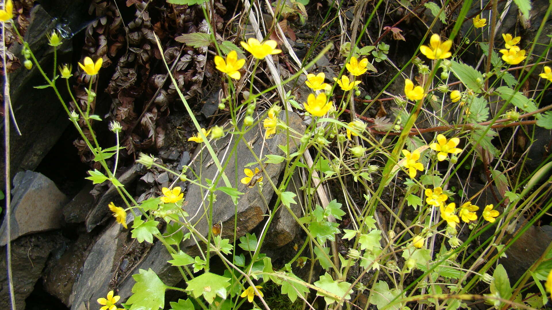 Plancia ëd Saxifraga cymbalaria L.