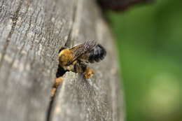 Image of Megachile nigriventris Schenck 1870