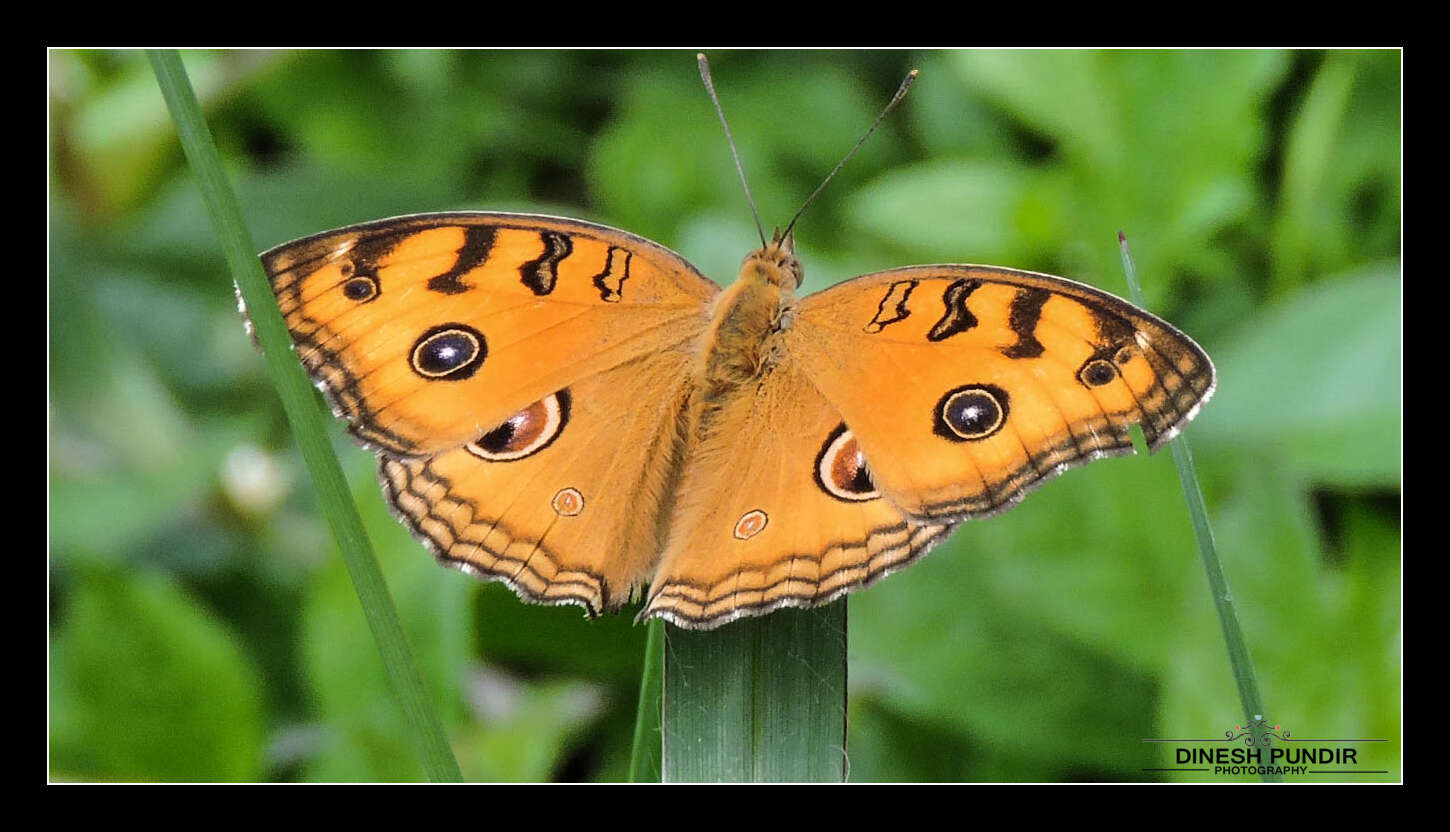 Image of Peacock Pansy