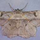 Image of Chorodna complicataria Walker 1860