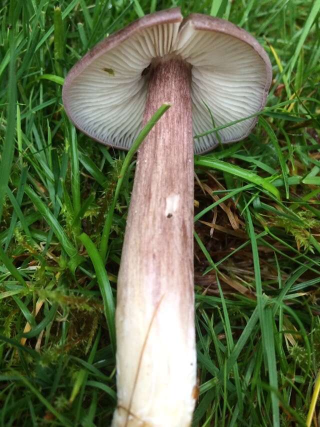 Image of Entoloma porphyrophaeum (Fr.) P. Karst. 1879