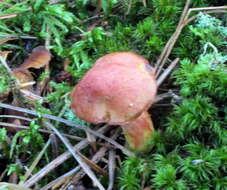 Imagem de Chalciporus rubinellus (Peck) Singer 1973