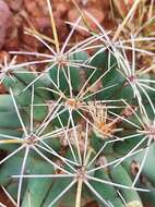 Image of Pima Pineapple Cactus