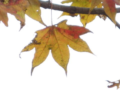 Image of Acer pictum subsp. mono (Maxim.) H. Ohashi