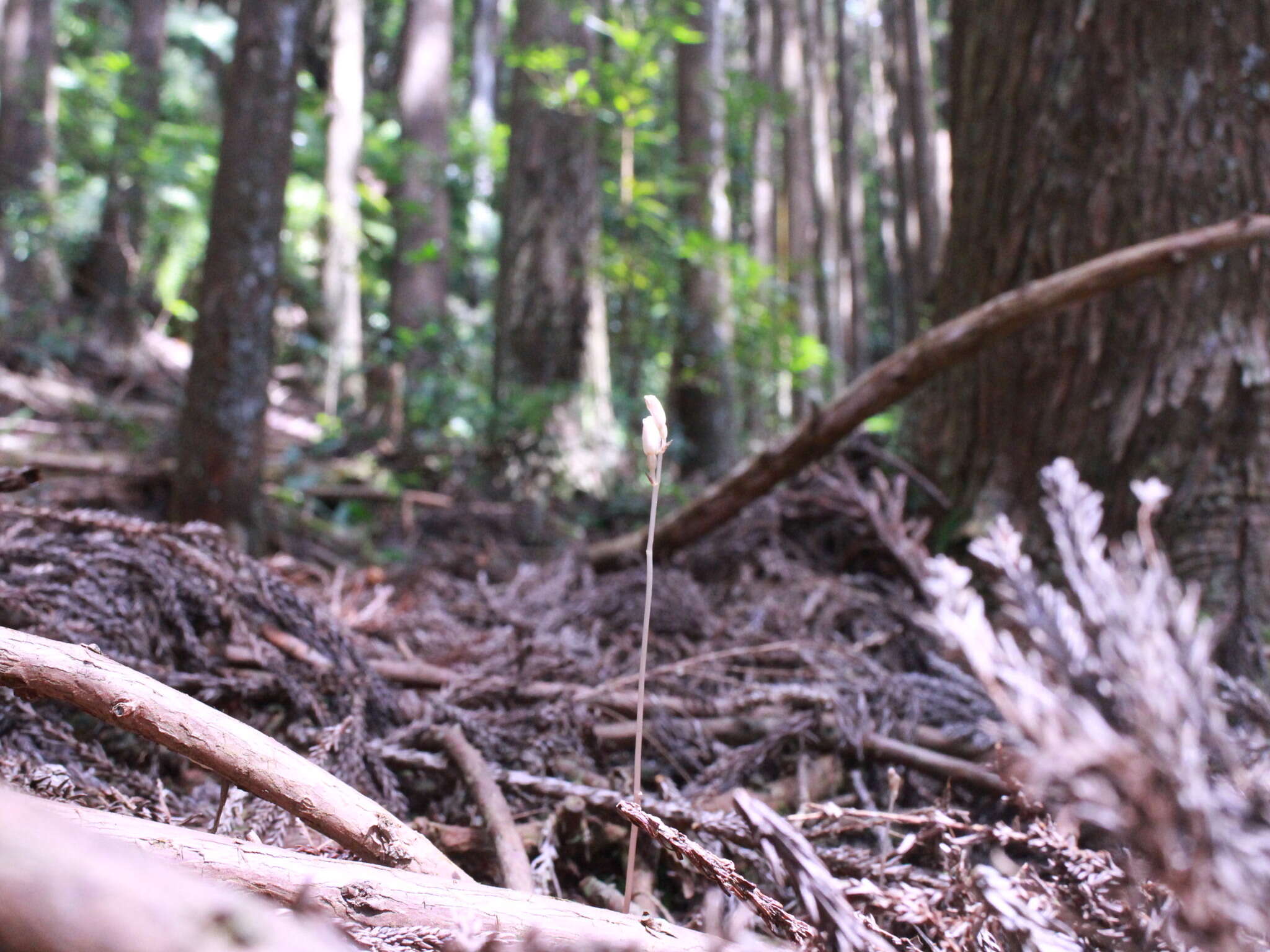 Image of Gastrodia peichatieniana S. S. Ying