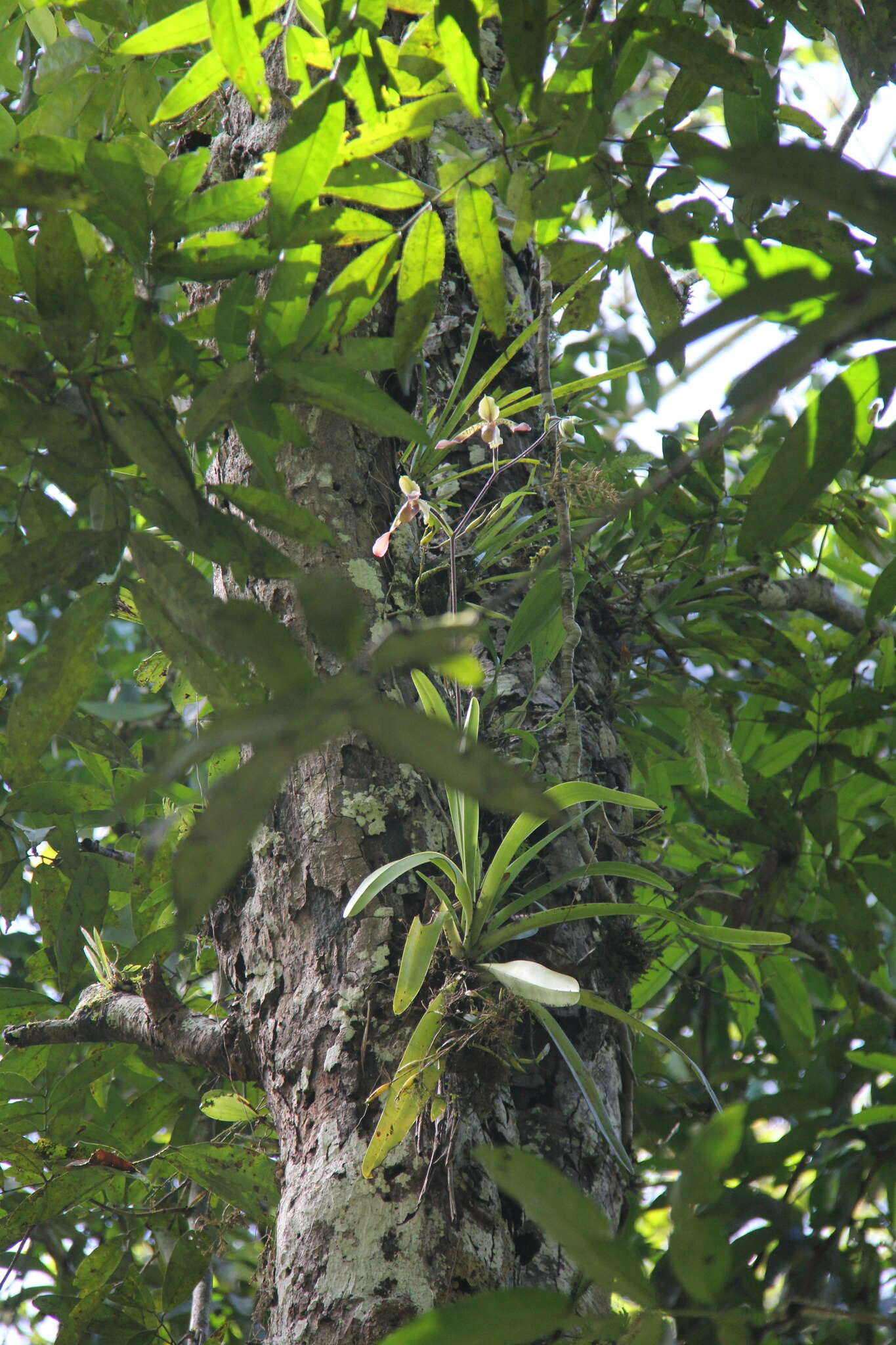 Image de Paphiopedilum lowii (Lindl.) Stein