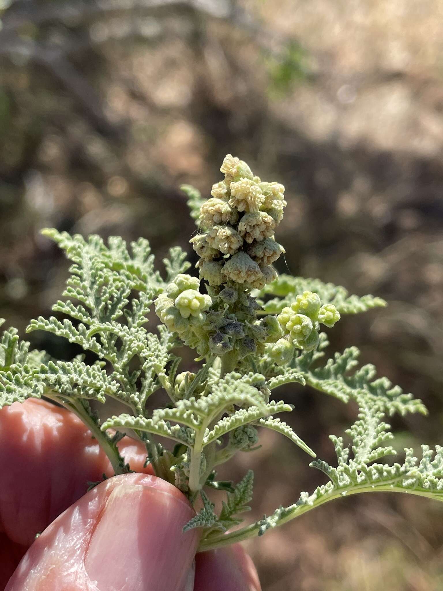 Image of Ambrosia camphorata (Greene) Payne