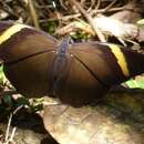 Image of Dark Brown Forester