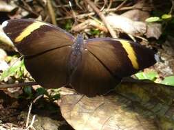 Image of Dark Brown Forester