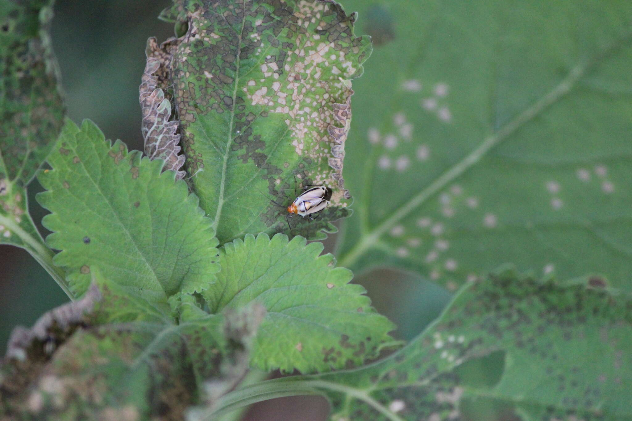 Image of Poecilocapsus nigriger (Stal 1862)