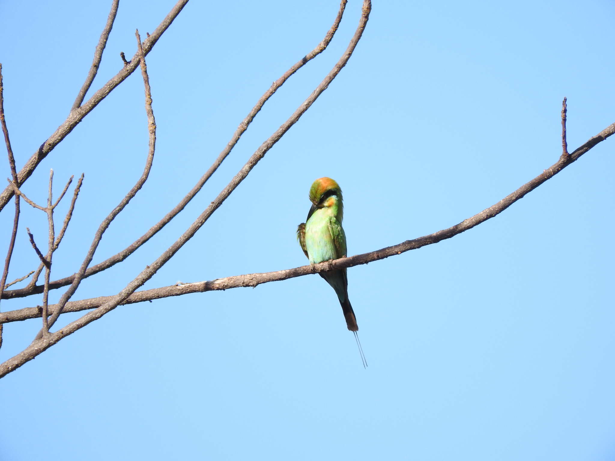 Image of Rainbow Bee-eater