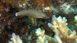 Image of Chain-lined wrasse