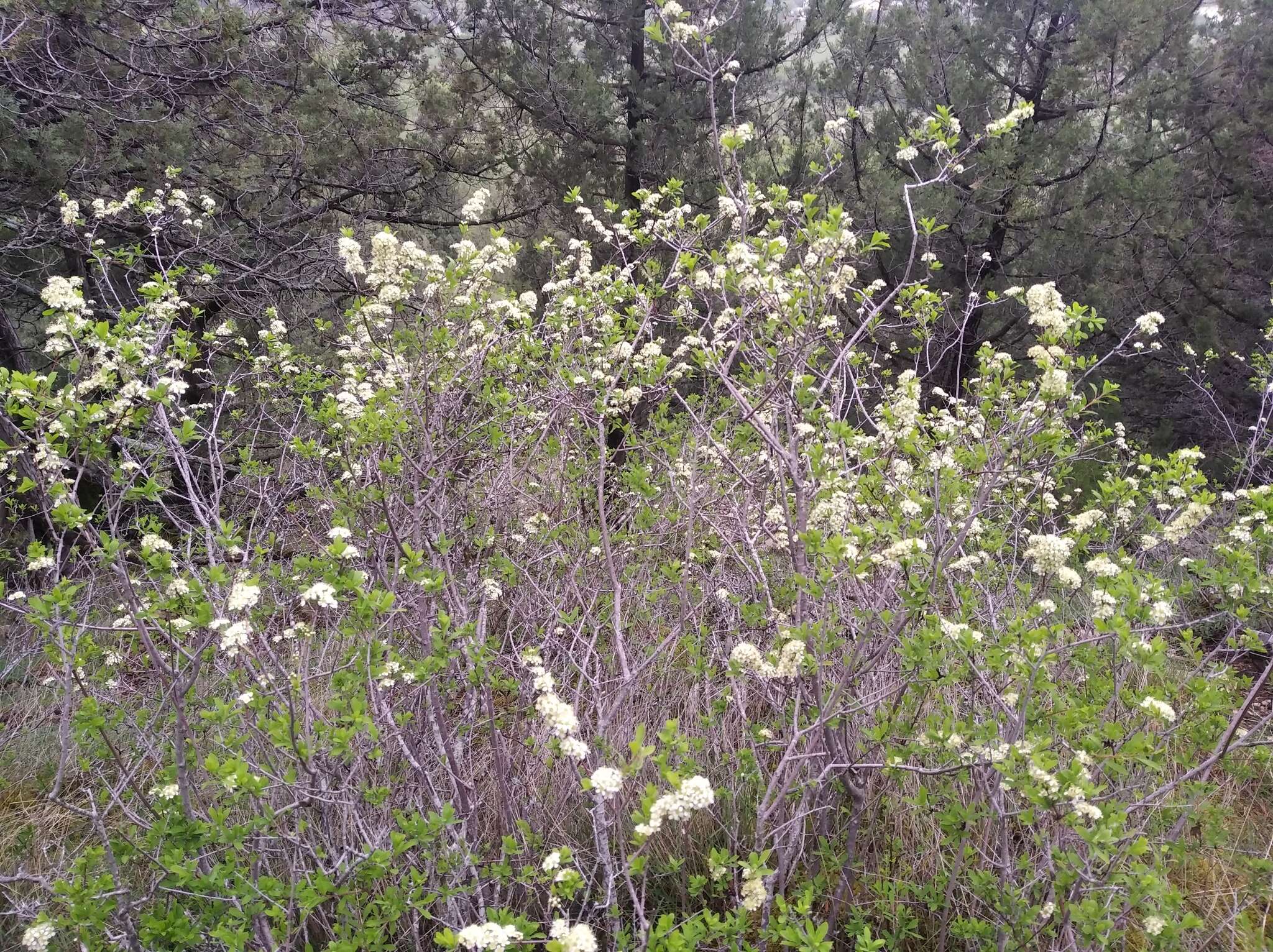 صورة Spiraea hypericifolia L.